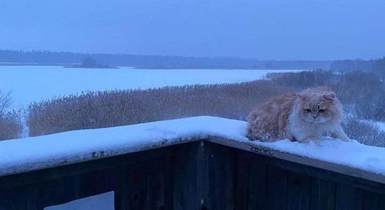 "Не все дома"? Хозяин оставил кота "в наказание" замерзать на башне для наблюдения за птицами