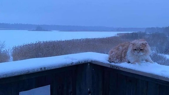 MTÜ SAAREMAA LEMMIKLOOMADE TURVAKODU