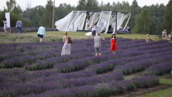 Lillas Lavander lavandu ziedēšanas svētki, lavandas, lavandu lauki