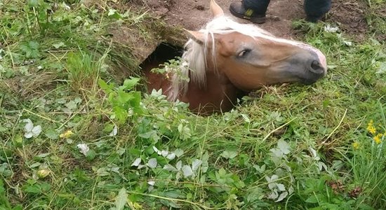 Glābējiem nākas palīdzēt Daugavpilī bedrē iekritušam zirgam