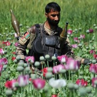 Afganistānā iespējama rekordliela opija raža
