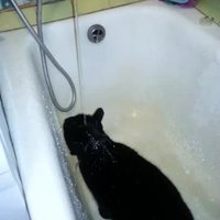 ВИДЕО: Невероятно, но факт - кот, который ежедневно принимает душ