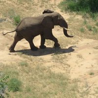 Pēc 20 gadu pārtraukuma Somālijā atkal redzēts zilonis