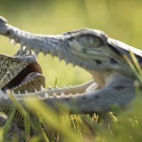 Foto: Neparasti draugi – ķirzaka un krokodils