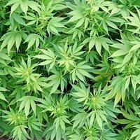 Сейм отказался декриминализировать выращивание марихуаны "для себя"