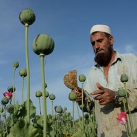 Opija ražošana Afganistānā pieaugusi par 87%