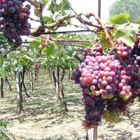 Četri galamērķi laba vīna cienītājiem tepat Latvijā