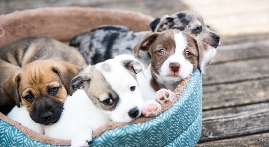 Par vecu, par dārgu, mainīsies raksturs! Mīti un patiesība par mājdzīvnieku sterilizāciju