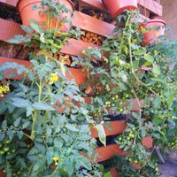 Iedvesmas deva: četri radoši veidi, kā audzēt tomātus