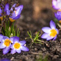 Календарь садовода: чем заняться на участке в апреле