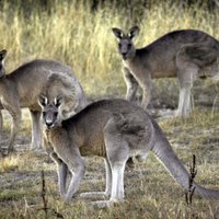 Австралийка вступила в схватку с кенгуру, чтобы отбить свою дочь