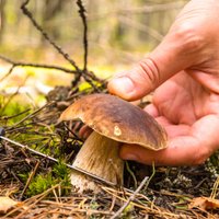 В лес по грибы: на Западе ищут еду на природе
