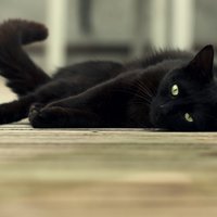 Не такие уж и несчастливые. Семь неожиданных фактов о черных котах (и кошках)
