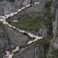 Foto: Simtiem aitu dodas spēku pārbaudē kalnos