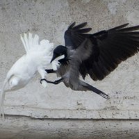 "Голубей мира" папы Римского атаковали чайка и ворон