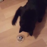 Video: Kaķis aizrautīgi spēlējas ar grozāmgrābsli