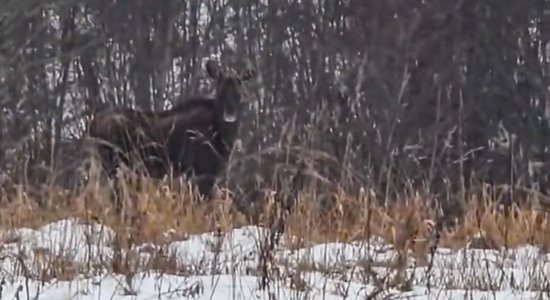 Video: Aļņi patraucē dabas drauga Laura mīļāko nodarbi