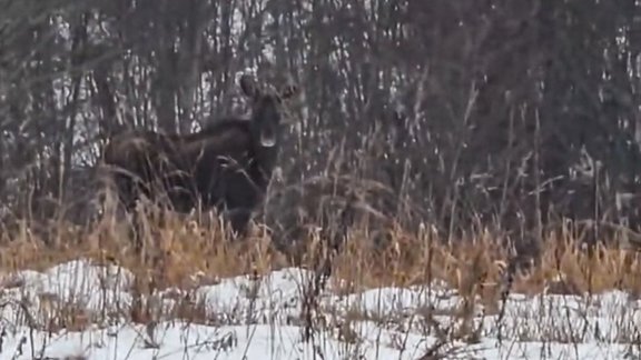 Video: Aļņi patraucē dabas drauga Laura mīļāko nodarbi