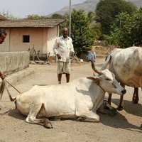 Indijas premjerministrs nosoda vardarbīgos govju aizstāvjus