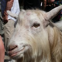 Foto: Vairāki desmiti cilvēku protestē pret Lucavsalas pārdošanu