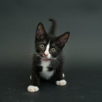Aizkustinošs fotoprojekts: melnie kaķi patversmēs gaida visilgāk