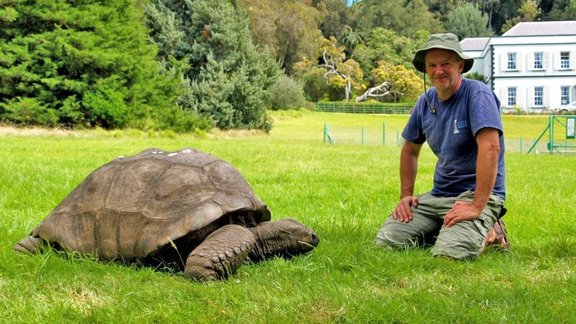 Jonathan, a Seychelles giant tortoise