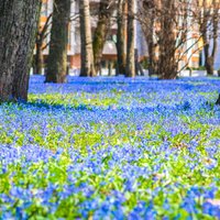 ФОТО. Весна идет! Большое кладбище в Риге превратилось в настоящий синий ковер из цветов