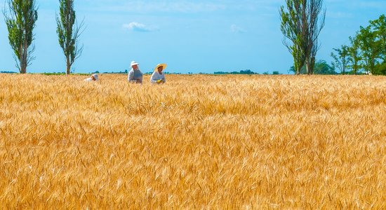 Соглашение о вывозе украинского зерна продлено на два месяца