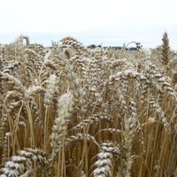 Latvijā pētīs augu maiņas nozīmi bioloģiskajās saimniecībās