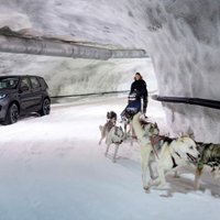 Video: 'Land Rover' apvidnieks pret suņu pajūgu sniega tuneļa izaicinājumā