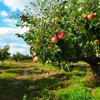 Uldis Jaunzems: Pēc mēneša augļu un dārzeņu tirgotāju nozare var bankrotēt