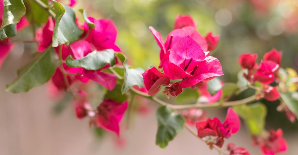 Eksotiski augi, kuriem patiks ne tikai telpās, bet arī dārzā