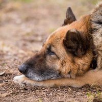 'Dāvāsim siltumu opīšu sirsniņām': palīdzi suņiem – senioriem pārdzīvot ziemu