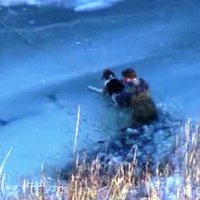 Добрые истории: спасатели вытащили из полыньи тонущую собаку (видео)