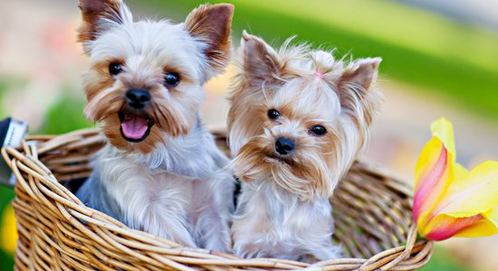 Uz mata kā jorkšīrietis! Trīs apbrīnojami līdzīgi sunīši, kurus vērts iepazīt