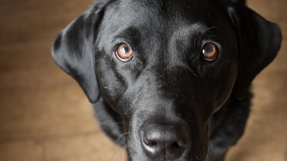 suns labradors skatiens