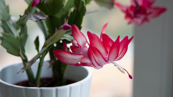 šlumbergera Ziemassvētku kaktuss telpaugs 