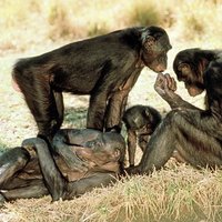 Карликовые шимпанзе делятся едой