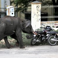 Непальская армия охотится на слона, убивающего людей