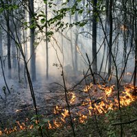 Aizdedzies vienlaikus – Augšdaugavas novadā aizdomas par ļaunprātīgu meža dedzināšanu 