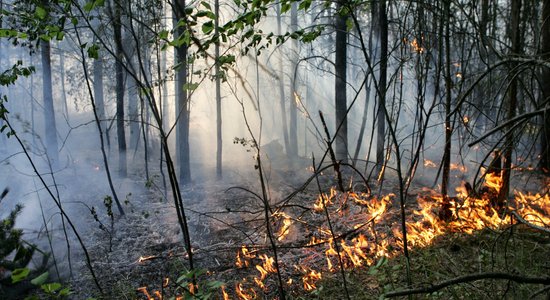 Выгорело свыше 14 гектаров: в Валке ликвидирован крупнейший в этом году лесной пожар