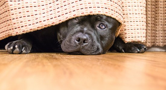 Kad smaka neatkāpjas – kā atbrīvot koka grīdas no urīna paliekām