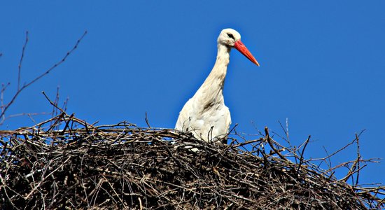 'Delfi' lasītāja fotoreportāža: Kā man Harijs Poters izpalīdzēja