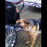 Video: Nākamo valsts pirmo suni sauc Rimini