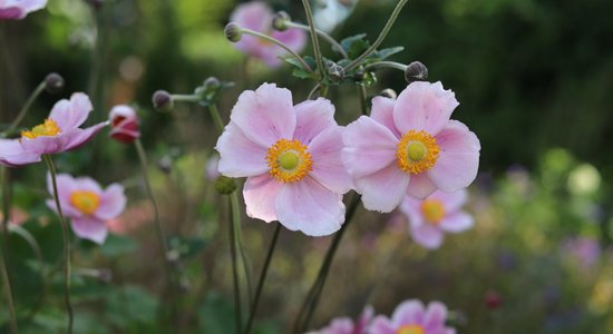 Trauslā daile pirmajās rudens vēsmās – Japānas un Hubejas anemones