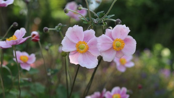 Hubejas anemone, rudens, ziedi, dārzs