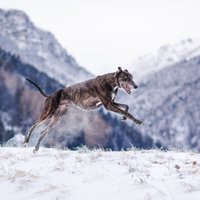 Desmit ātrākie suņi pasaulē