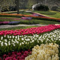 ВИДЕО. Знаменитый сад Кёкенхоф в Нидерландах опубликовал великолепные видео-туры по своей территории