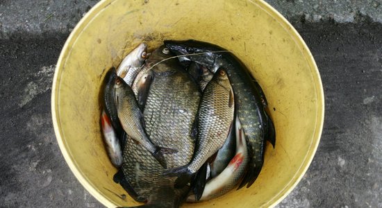 'Preiļu siera' avārija - Feimankas upē iet bojā zivis; VVD nav informēts