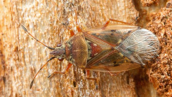 Bērzu spurdžu zemesblakts (Kleidocerys resedae), blaktis Foto: Uģis Piterāns/Latvijas Entomoloģijas biedrība